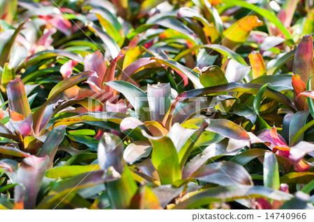 Bromeliads in garden Bromeliads in garden 14740966