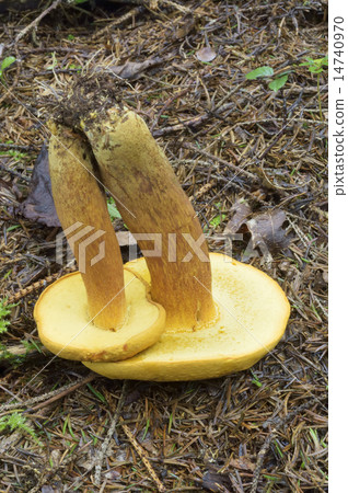 Kokane Yamadori 14740970