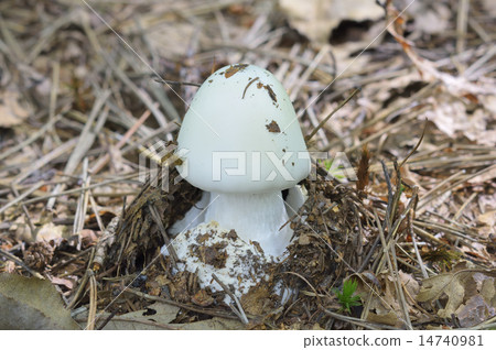 Dokutsurutake 14740981