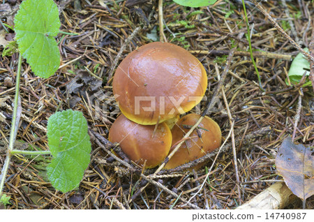 粘蓋牛肝菌 14740987