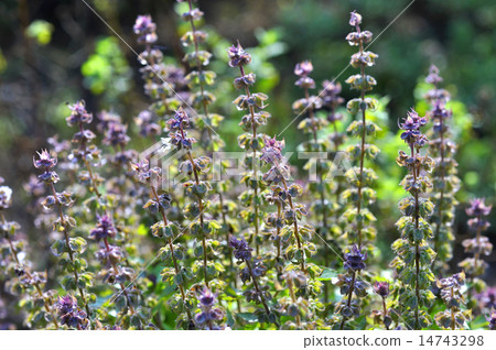 Dark Opal Basil Basil 14743298