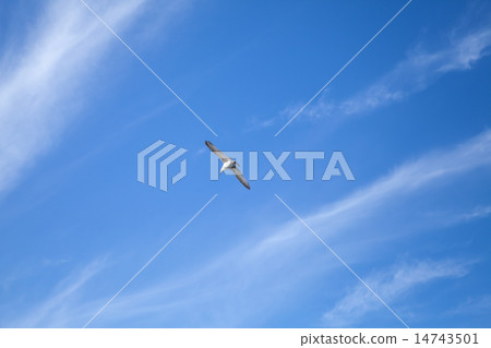 Seagull flying in blue sky background with clouds 14743501