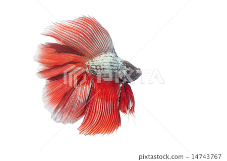 siamese fighting fish, betta fish  14743767