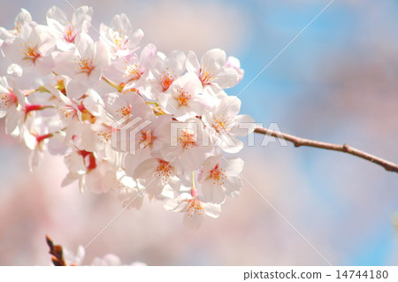 Sakura 2015 Close-up shot Sakura 2015 Close-up shot 14744180