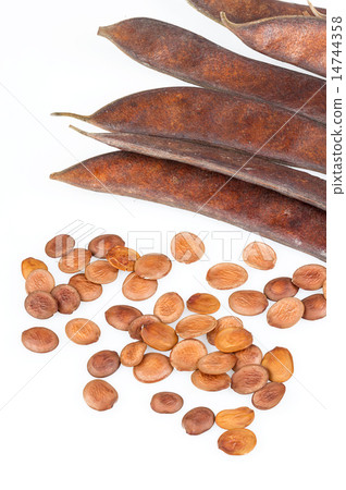 Bauhinia purpurea Linn.-seed and pod 14744358