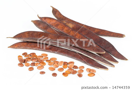 Bauhinia purpurea Linn.-seed and pod 14744359