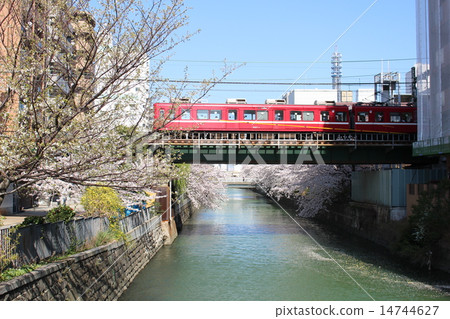 櫻花和火車橫濱街京急800型 櫻花和火車橫濱街京急800型 14744627
