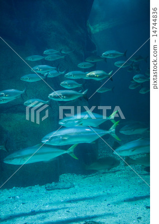 Fish swimming in tank Fish swimming in tank 14744836