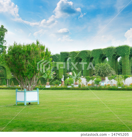 lawn and hedge in a summer park lawn and hedge in a summer park 14745205