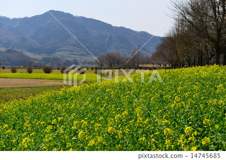 Nanohana and Kakudayama 14745685