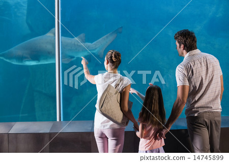 Happy family looking at shark 14745899