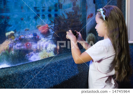 Cute girl looking at fish tank Cute girl looking at fish tank 14745964