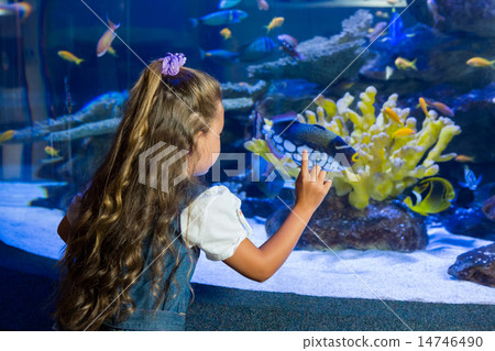 Little girl looking at fish tank 14746490