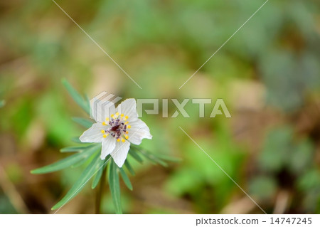 早春的花朵 早春的花朵 14747245