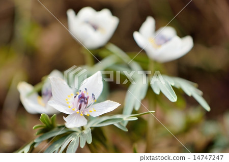 早春的花朵 14747247