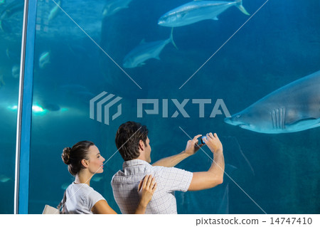 Couple taking photo of shark Couple taking photo of shark 14747410