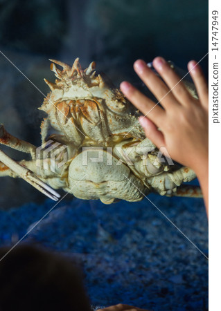 Little girl looking at fish tank Little girl looking at fish tank 14747949