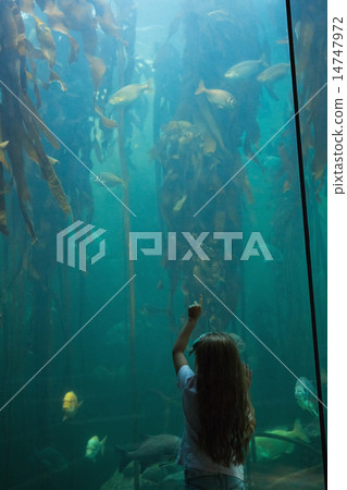 Little girl looking at fish tank Little girl looking at fish tank 14747972