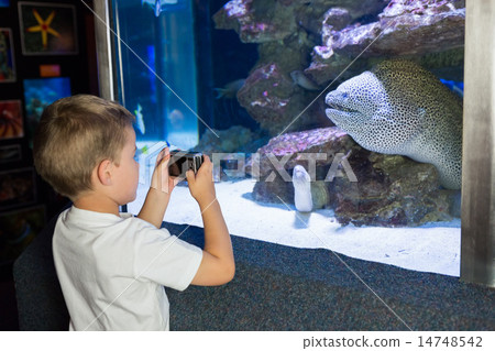 Little boy looking at fish tank 14748542