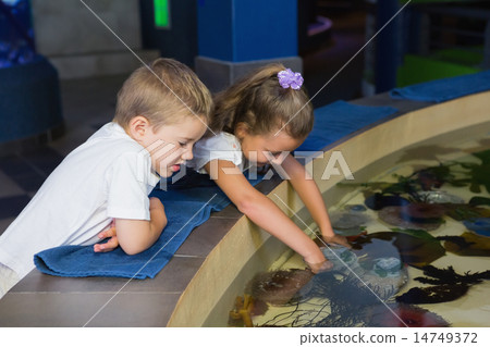Little siblings looking at fish tank Little siblings looking at fish tank 14749372
