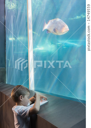 Little boy looking at fish tank Little boy looking at fish tank 14749559