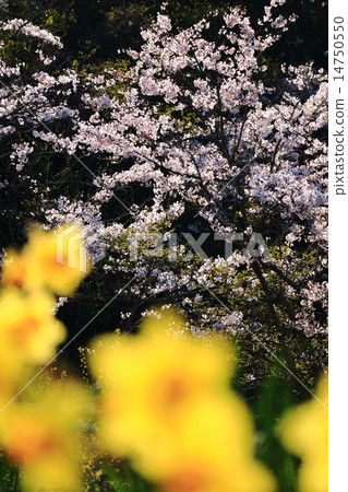 Cherry Blossoms	 14750550