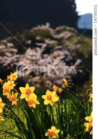 Cherry Blossoms	 14750551