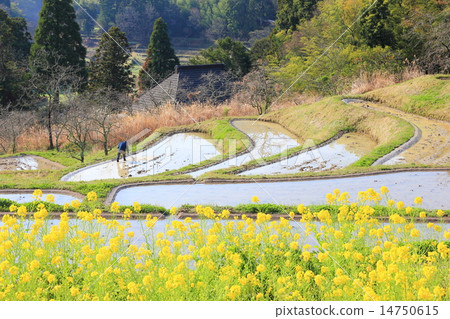Sudden Oyama's Senjyoda 14750615