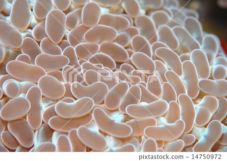 Mizutama珊瑚 Mizutama珊瑚 14750972