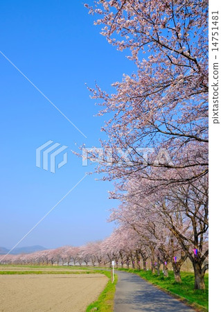 Tengagawa River櫻花(3) Tengagawa River櫻花(3) 14751481