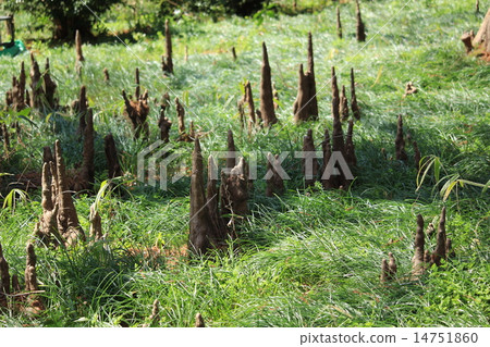 Root of arachis 14751860