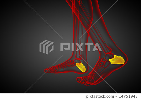 3d render medical illustration of the calcaneus  14751945