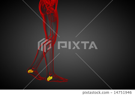 3d render medical illustration of the calcaneus  14751946