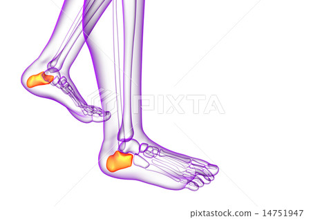 3d render medical illustration of the calcaneus  14751947