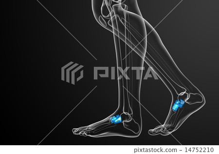 3d render medical illustration of the midfoot bone 14752210
