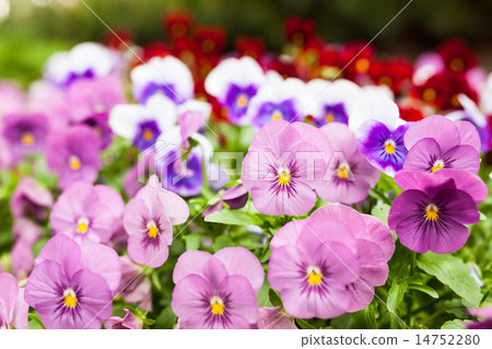 Beautiful violet flowers Beautiful violet flowers 14752280