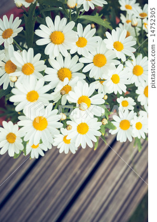 Daisies in a pot viewed from above Daisies in a pot viewed from above 14752305
