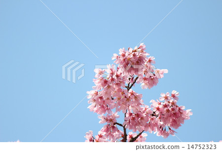 櫻花（橫濱猩紅櫻桃） 14752323