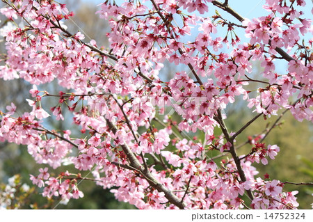 櫻花（橫濱猩紅櫻桃） 14752324