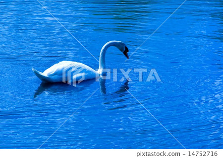 White swan 14752716