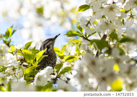 With cherry blossoms With cherry blossoms 14752853