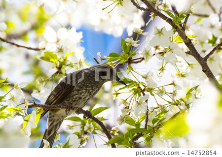 With cherry blossoms With cherry blossoms 14752854