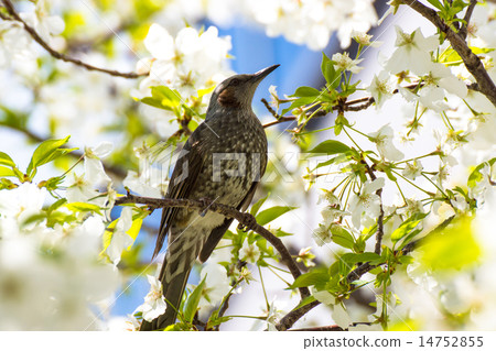 With cherry blossoms With cherry blossoms 14752855
