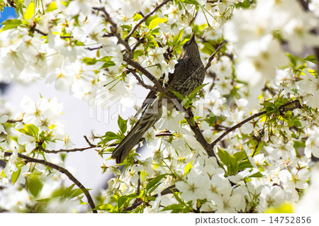 With cherry blossoms With cherry blossoms 14752856