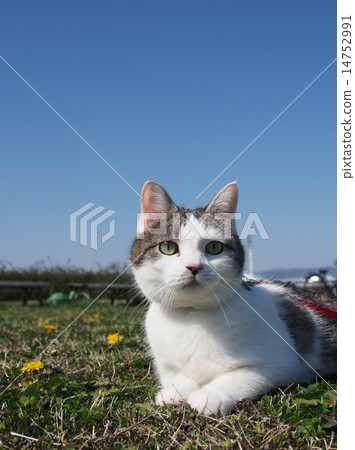 Cat sitting on the lawn and looking at something Cat sitting on the lawn and looking at something 14752991