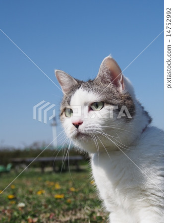 A cat with a serious look A cat with a serious look 14752992