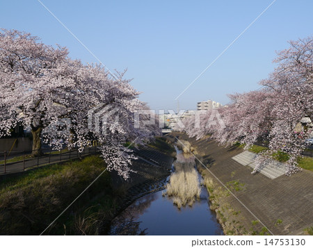 Sakura in Ugada River 14753130