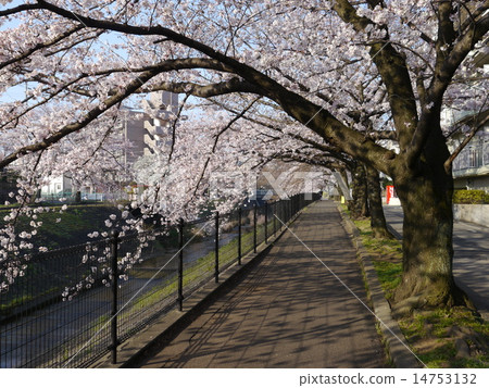 Sakura in Ugada River 14753132