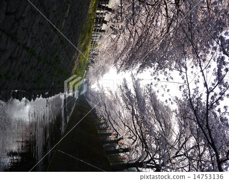 Sakura in Ugada River 14753136