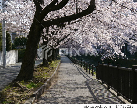 Cherry blossoms at Utada River Cherry blossoms at Utada River 14753223